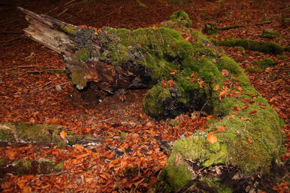 Naturaleza muerta